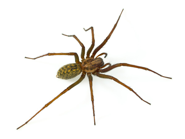 spider-600 exterminate spiders