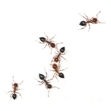 pest-pros-ants-450 red ant invasion