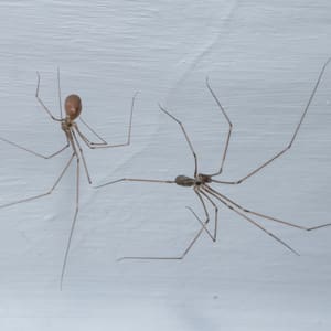 pest-pros-cellar-spider remove cellar spiders from your home