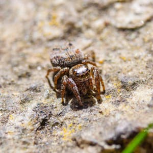 pest-pros-jumping-spider jumping spider removal