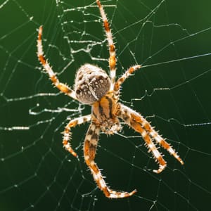 pest-pros-orb-spider spider web removal