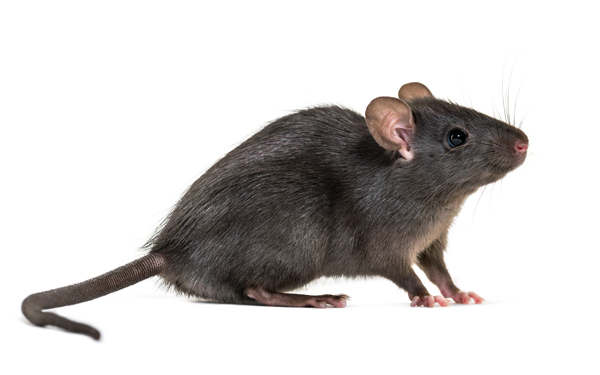 pest-pros-rat-extermination remove rats from your home