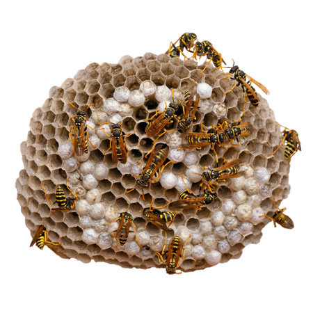 pest-pros-wasps-450 hornet colony