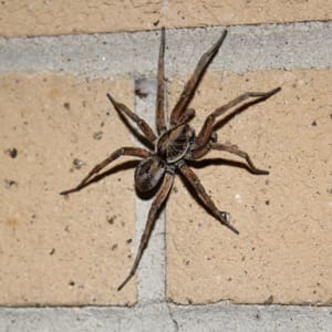 pest-pros-wolf-spider wolf spider pest control