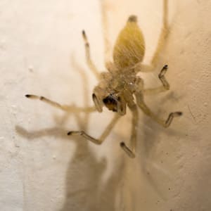 pest-pros-yellow-sac-spider spider extermination