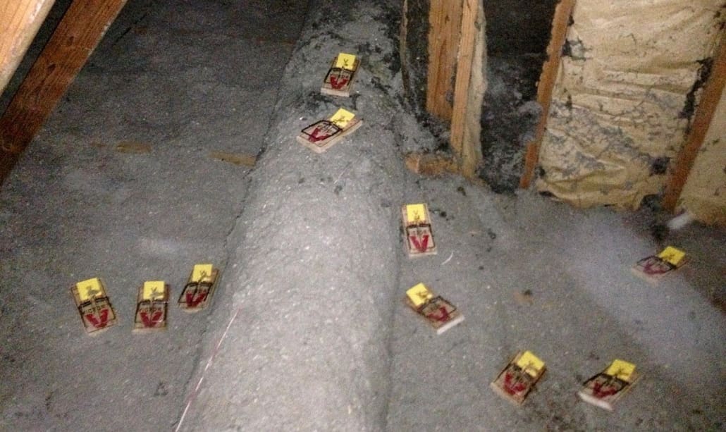Norway Rat_Pest Pros