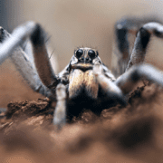 Wolfspider