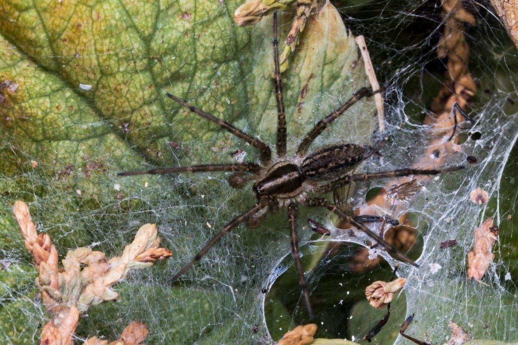 How to get rid of wolf spider