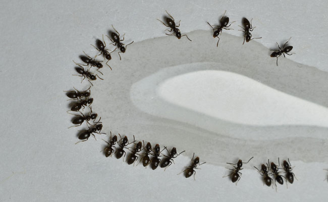 Odorous_Ant_Blog