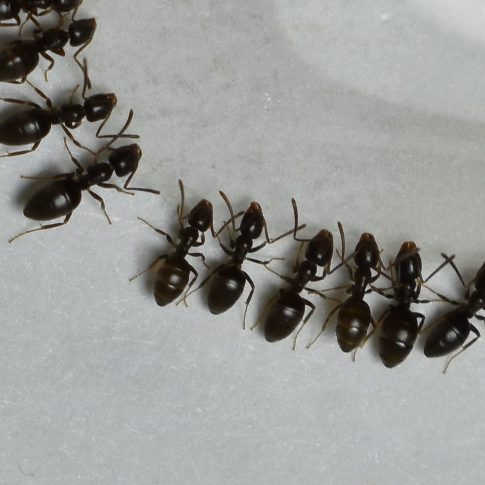 Odorous_Ant_House_Group_Blog