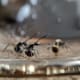 Odorous_Ant_House_header_Blog