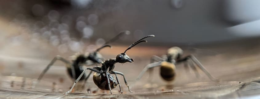 Odorous_Ant_House_header_Blog