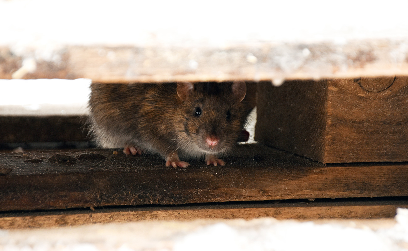 Rat-1