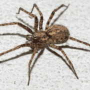 giant-house-spider-banner