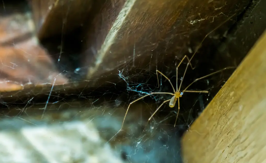 CellarSpider_2 Cellar Spider