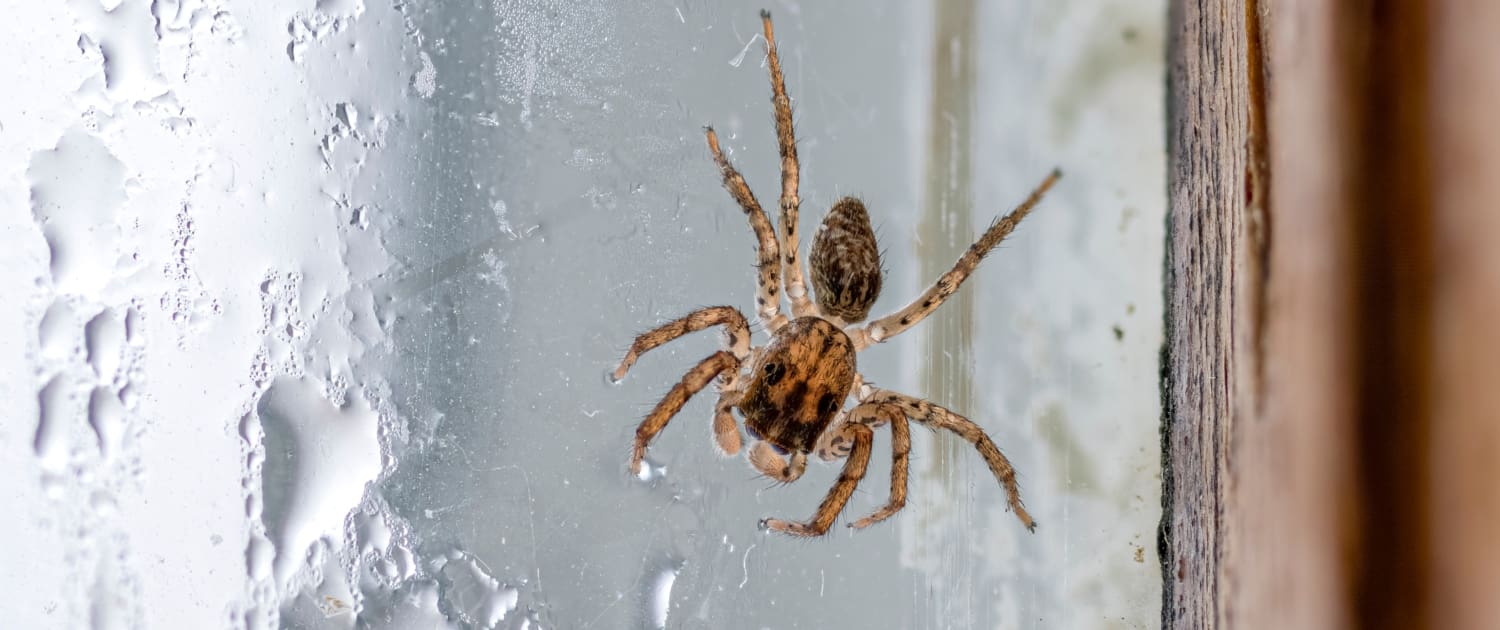 Jumping Spider