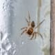 Jumping Spider