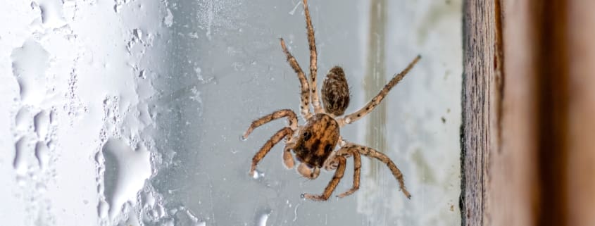 Jumping Spider