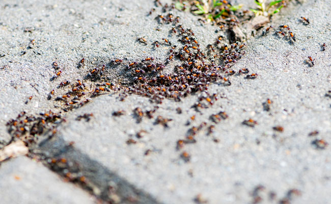 pavement ants