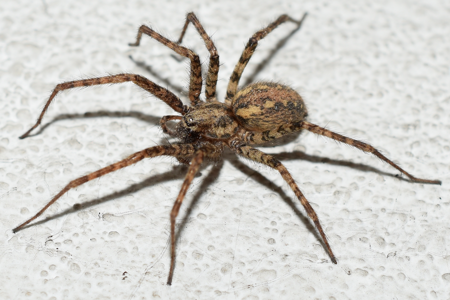 Giant house spider