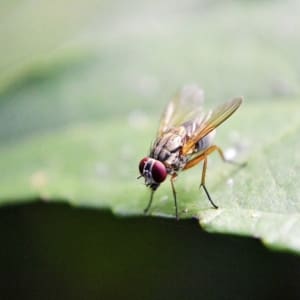 fruit fly