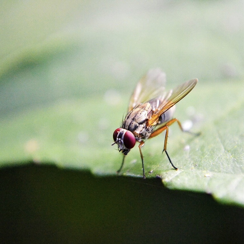fruit fly