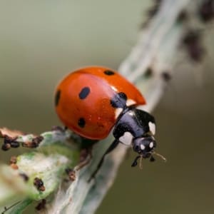 ladybugs
