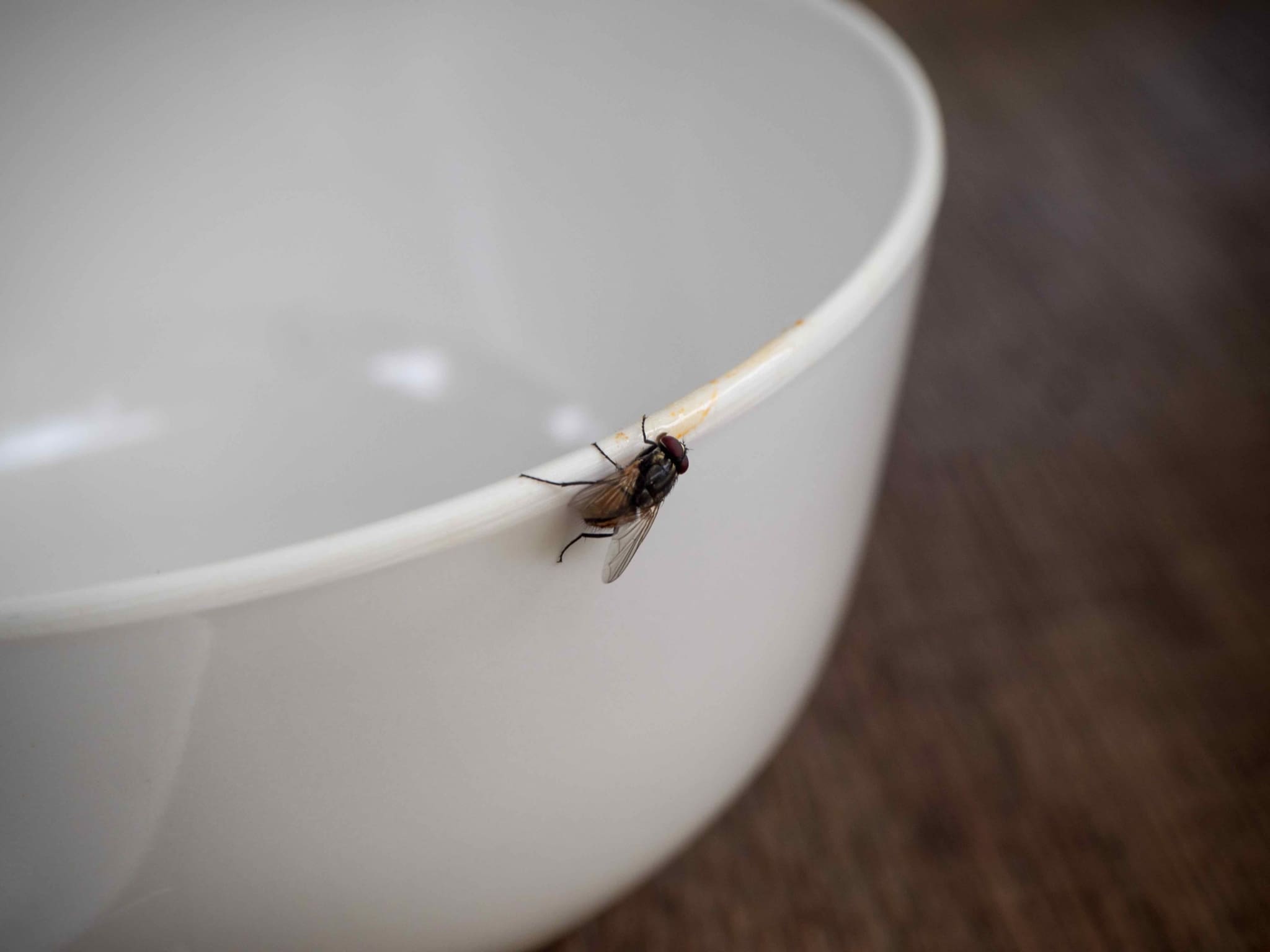 House Fly
