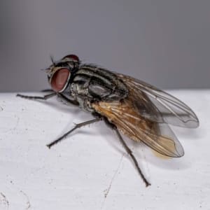 House Fly
