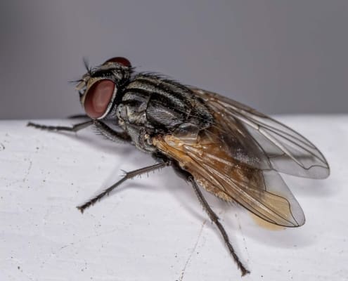 House Fly