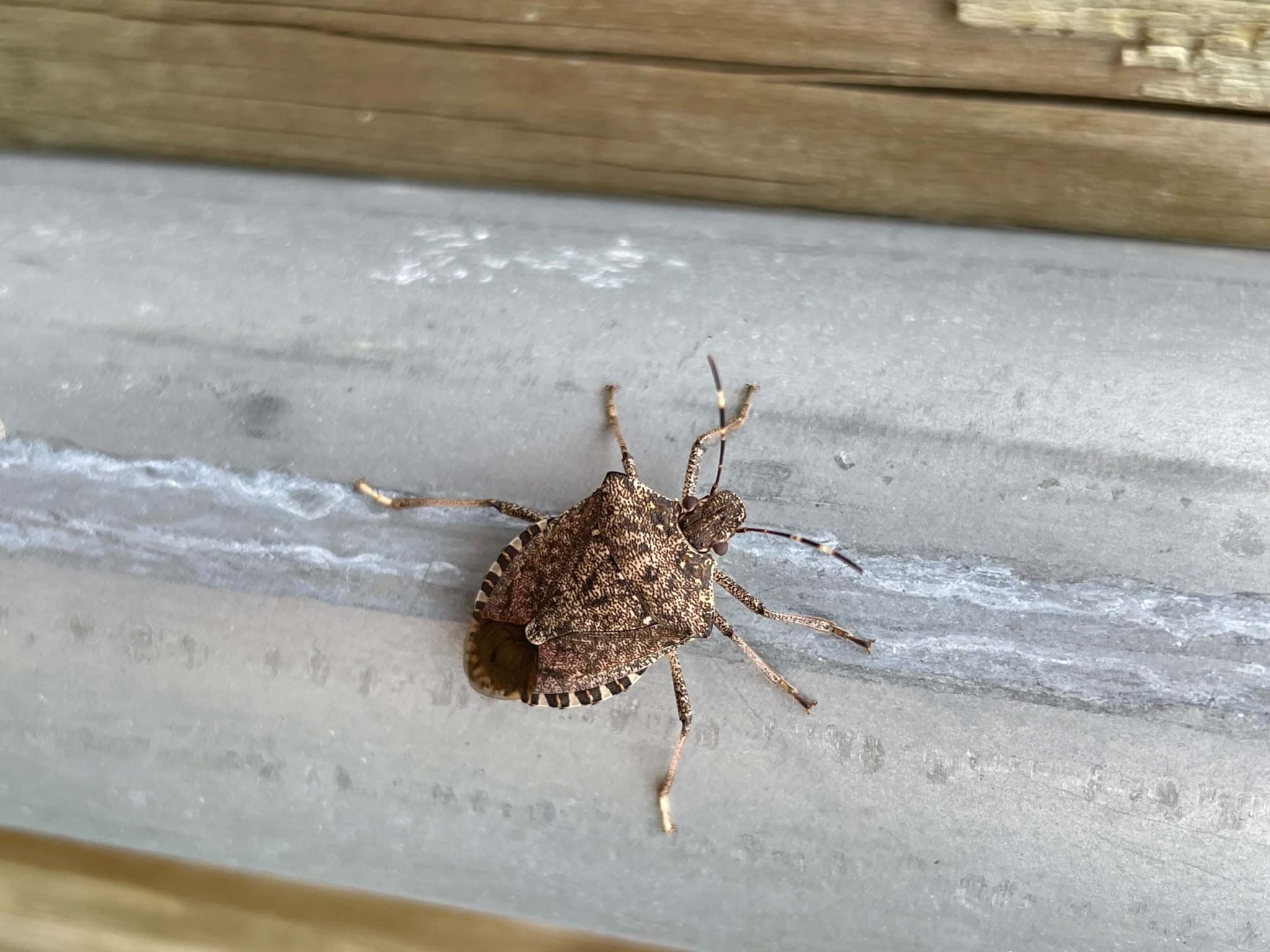 stinkbugsmall stink bug
