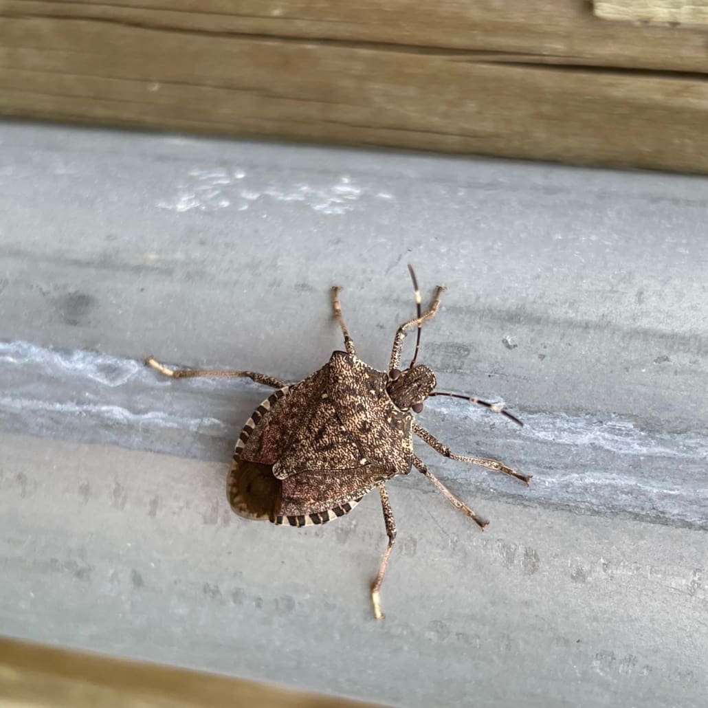 stink bugs