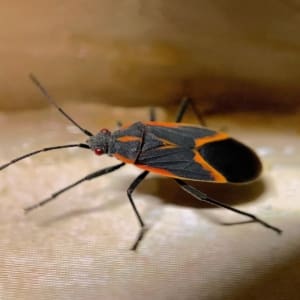 boxelder bug