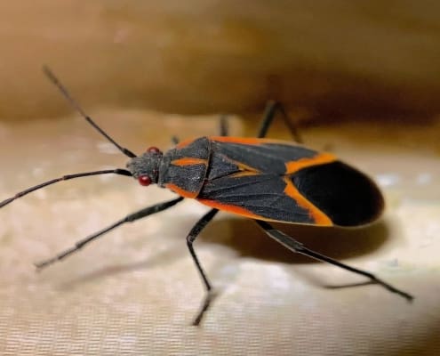 boxelder bug