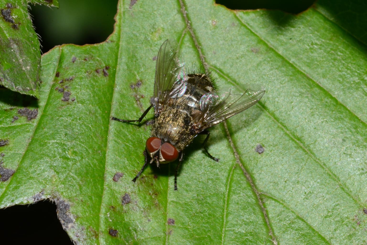 cluster fly