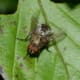 cluster fly