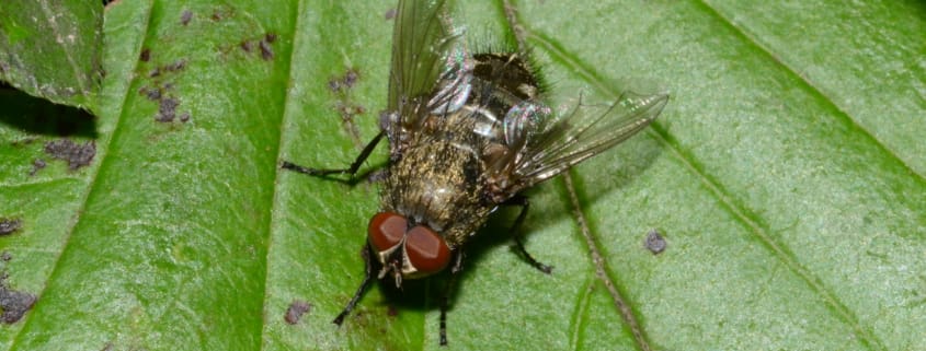 cluster fly