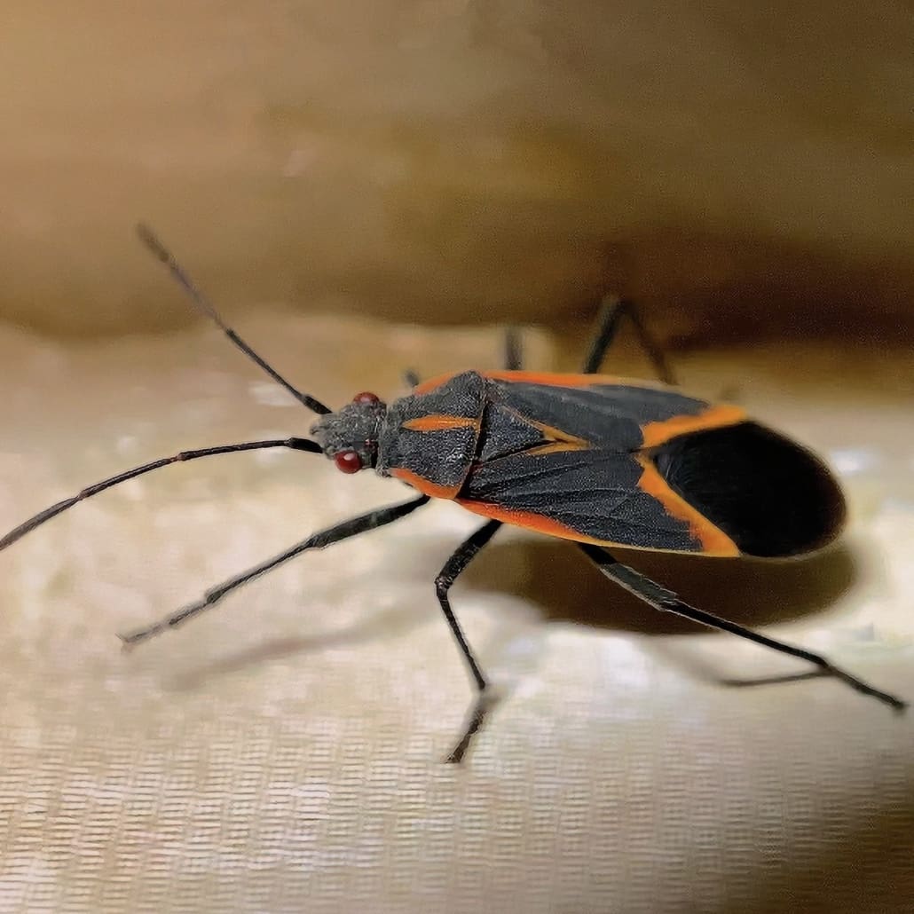 Boxelder Bug