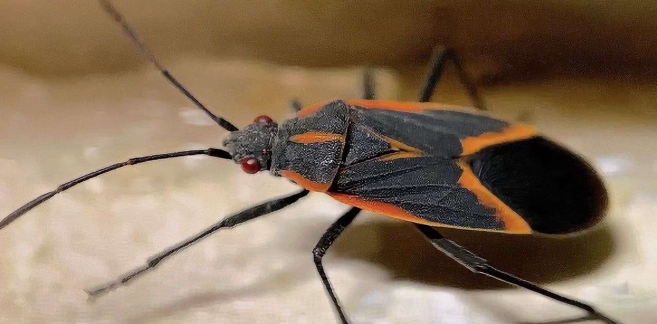 image_6487327 (2) Boxelder Bug