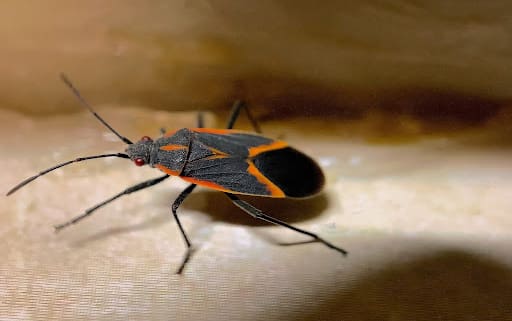 Boxelder Bug