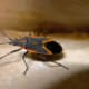 Boxelder Bug