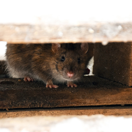 rodent hiding