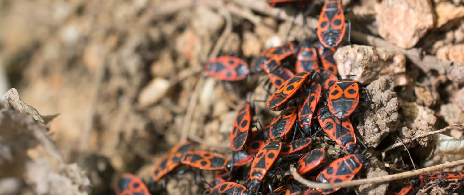 Group of boxelder bugs