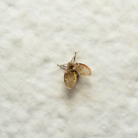 drain fly