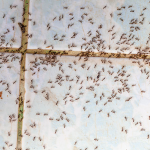pest-pros-moisture-ants moisture ant