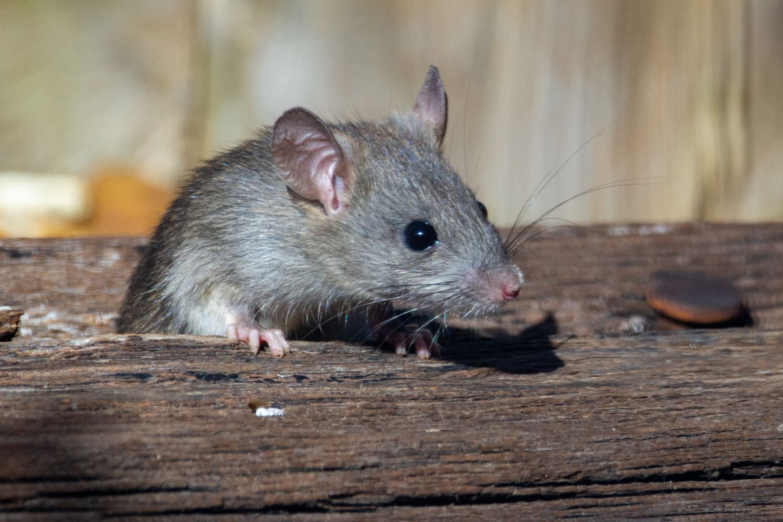 Mouse in Attic Mouse in Attic