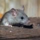 Mouse in Attic