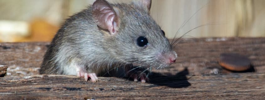 Mouse in Attic
