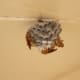 paper wasps nest