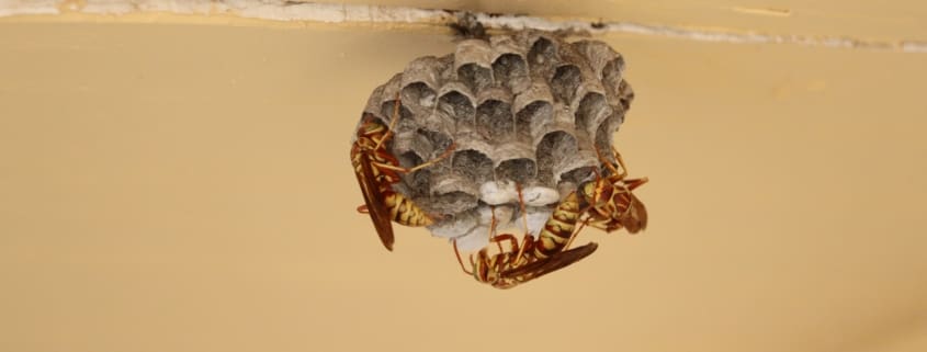 paper wasps nest